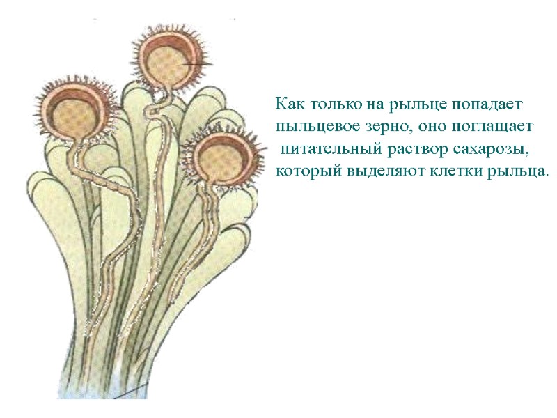 Как только на рыльце попадает пыльцевое зерно, оно поглащает питательный раствор сахарозы, который Как только на рыльце попадает пыльцевое зерно, оно поглащает питательный раствор сахарозы, который